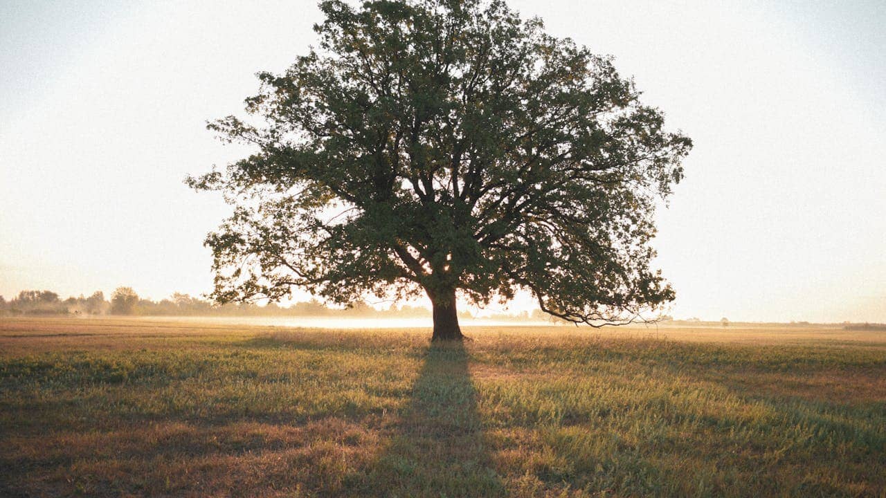 Bridging Generations: How Living Tree Memorials Connect Past, Present, and Future