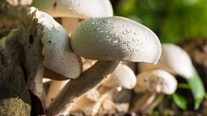 6 Benefits of Medicinal Mushrooms