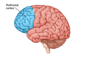 How Does The Prefrontal Cortex Affect Mental Health?