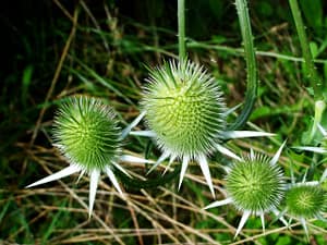 The Health Benefits of Milk Thistle