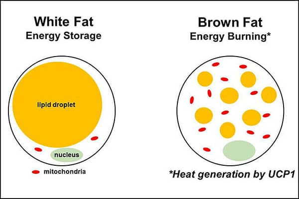 Brown Fat + Cold Plunging: Does It Really Increase Your Brown Fat?