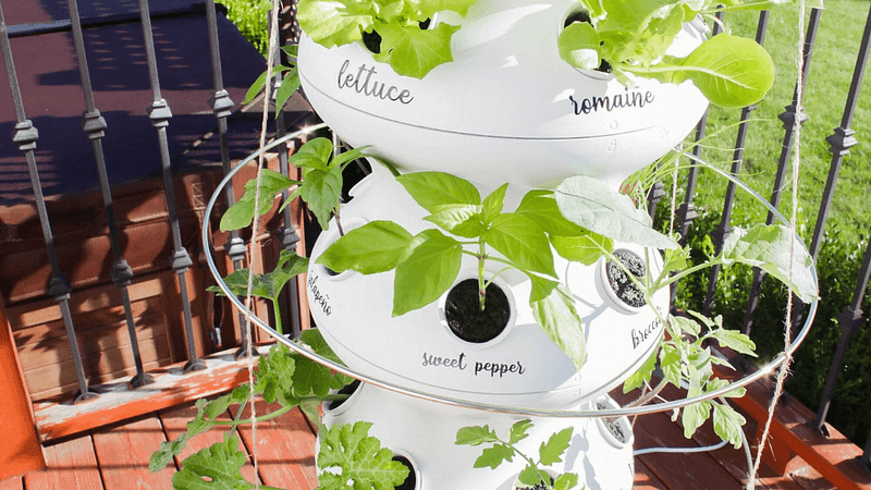 Revolutionize Your Home Gardening Experience with Lettuce Grow Farmstand + Seedlings